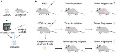 Induced Pluripotent Stem Cell-Based Cancer Vaccines